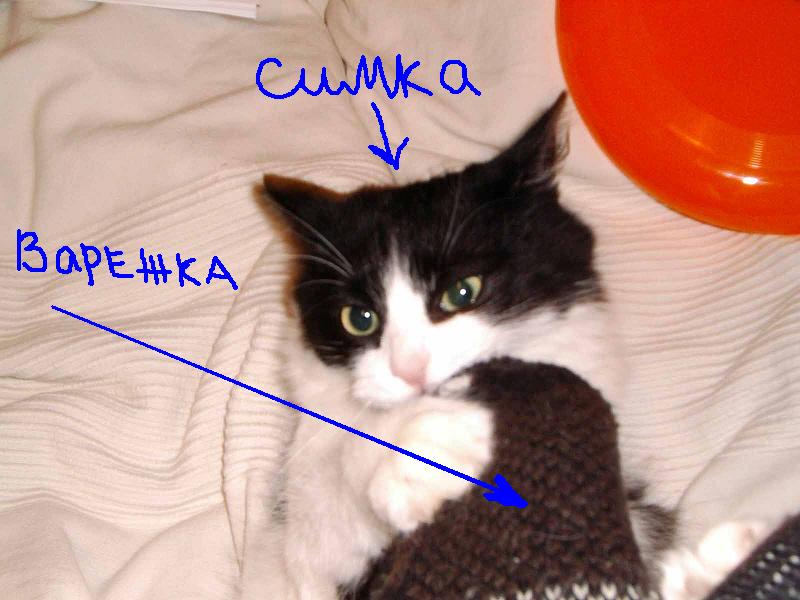 Муся полное имя. Сюси Муси. Сюсь картинки картинки сюсь. Муся. Муся картинки.