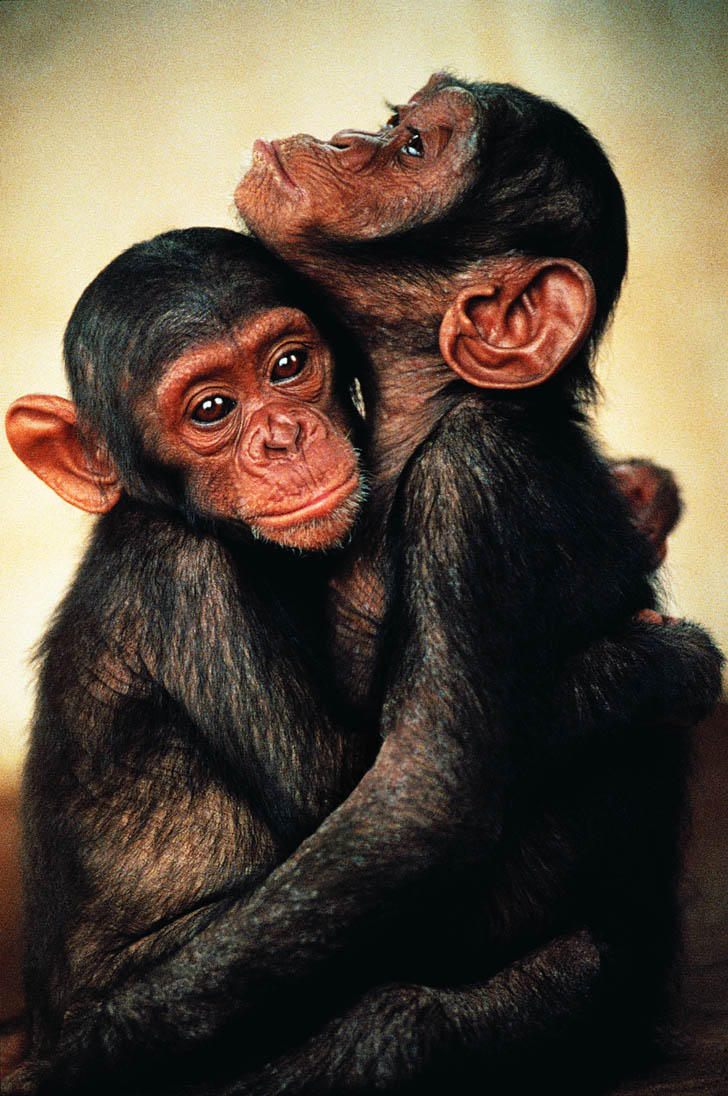 Влюбленные обезьянки
