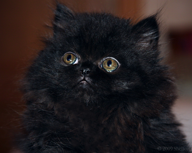 Черная персидская кошка фото
