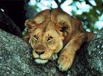 Young_Lioness